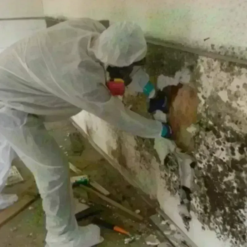 Mold Remediation and Removal in Golden Beach, MD